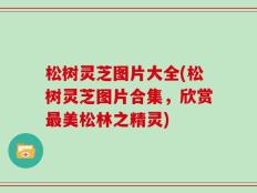 松树灵芝图片大全(松树灵芝图片合集，欣赏最美松林之精灵)