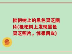 枇杷树上的黑色灵芝图片(枇杷树上发现黑色灵芝照片，惊呆网友)