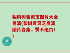 梨树树舌灵芝图片大全高清(梨树舌灵芝高清图片合集，赞不绝口！)