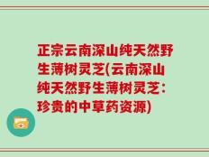正宗云南深山纯天然野生薄树灵芝(云南深山纯天然野生薄树灵芝：珍贵的中草药资源)
