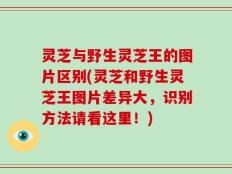 灵芝与野生灵芝王的图片区别(灵芝和野生灵芝王图片差异大，识别方法请看这里！)