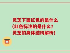 灵芝下面红色的是什么(红色标注的是什么？灵芝的身体结构解析)