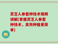 灵芝人参套种技术视频讲解(掌握灵芝人参套种技术，高效种植更简单)