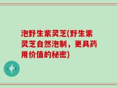 泡野生紫灵芝(野生紫灵芝自然泡制，更具药用价值的秘密)