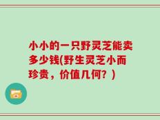 小小的一只野灵芝能卖多少钱(野生灵芝小而珍贵，价值几何？)