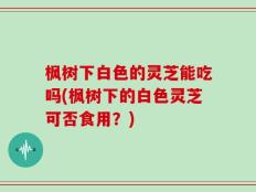 枫树下白色的灵芝能吃吗(枫树下的白色灵芝可否食用？)