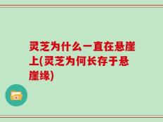 灵芝为什么一直在悬崖上(灵芝为何长存于悬崖缘)