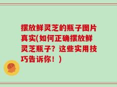 摆放鲜灵芝的瓶子图片真实(如何正确摆放鲜灵芝瓶子？这些实用技巧告诉你！)