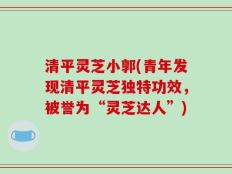 清平灵芝小郭(青年发现清平灵芝独特功效，被誉为“灵芝达人”)