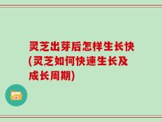 灵芝出芽后怎样生长快(灵芝如何快速生长及成长周期)