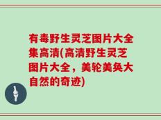有毒野生灵芝图片大全集高清(高清野生灵芝图片大全，美轮美奂大自然的奇迹)