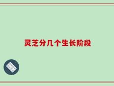 灵芝分几个生长阶段
