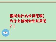 榕树为什么长灵芝呢(为什么榕树会生长灵芝？)