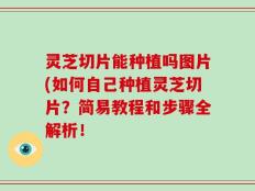 灵芝切片能种植吗图片(如何自己种植灵芝切片？简易教程和步骤全解析！