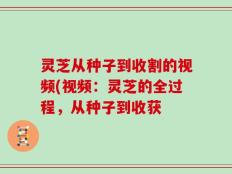 灵芝从种子到收割的视频(视频：灵芝的全过程，从种子到收获