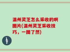 温州灵芝怎么采收的啊图片(温州灵芝采收技巧，一图了然)