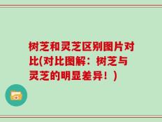 树芝和灵芝区别图片对比(对比图解：树芝与灵芝的明显差异！)
