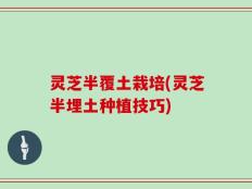 灵芝半覆土栽培(灵芝半埋土种植技巧)