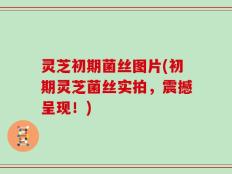 灵芝初期菌丝图片(初期灵芝菌丝实拍，震撼呈现！)
