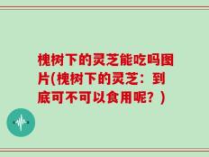 槐树下的灵芝能吃吗图片(槐树下的灵芝：到底可不可以食用呢？)