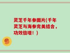 灵芝千年参图片(千年灵芝与海参完美结合，功效倍增！)