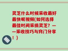 灵芝什么时候采收最好最快呢视频(如何选择最佳时间采摘灵芝？——采收技巧与窍门分享！)