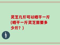 灵芝几斤可以晒干一斤(晒干一斤灵芝需要多少斤？)