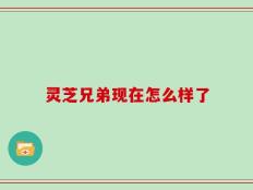 灵芝兄弟现在怎么样了