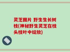 灵芝图片 野生生长树枝(神秘野生灵芝在枝头枝叶中绽放)