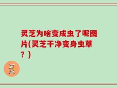 灵芝为啥变成虫了呢图片(灵芝干净变身虫草？)