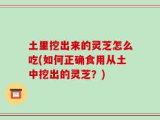 土里挖出来的灵芝怎么吃(如何正确食用从土中挖出的灵芝？)