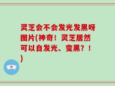 灵芝会不会发光发黑呀图片(神奇！灵芝居然可以自发光、变黑？！)