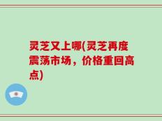 灵芝又上哪(灵芝再度震荡市场，价格重回高点)
