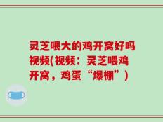 灵芝喂大的鸡开窝好吗视频(视频：灵芝喂鸡开窝，鸡蛋“爆棚”)