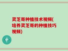 灵芝哥种植技术视频(培养灵芝哥的种植技巧视频)