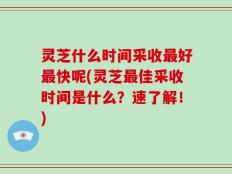 灵芝什么时间采收最好最快呢(灵芝最佳采收时间是什么？速了解！)