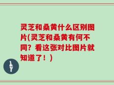 灵芝和桑黄什么区别图片(灵芝和桑黄有何不同？看这张对比图片就知道了！)
