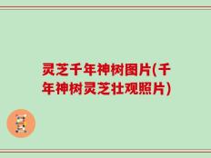 灵芝千年神树图片(千年神树灵芝壮观照片)