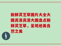 新鲜灵芝草图片大全大图高清高清大图盘点新鲜灵芝草，呈现绝美自然之美