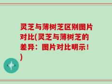 灵芝与薄树芝区别图片对比(灵芝与薄树芝的差异：图片对比明示！)