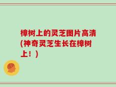 樟树上的灵芝图片高清(神奇灵芝生长在樟树上！)