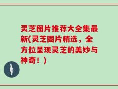 灵芝图片推荐大全集最新(灵芝图片精选，全方位呈现灵芝的美妙与神奇！)