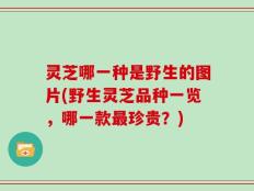 灵芝哪一种是野生的图片(野生灵芝品种一览，哪一款最珍贵？)