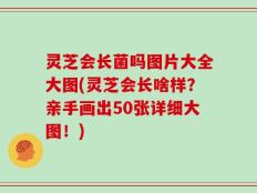 灵芝会长菌吗图片大全大图(灵芝会长啥样？亲手画出50张详细大图！)