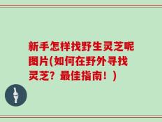新手怎样找野生灵芝呢图片(如何在野外寻找灵芝？最佳指南！)