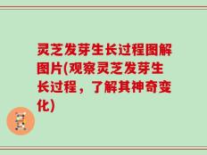 灵芝发芽生长过程图解图片(观察灵芝发芽生长过程，了解其神奇变化)