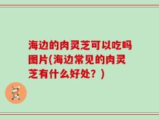 海边的肉灵芝可以吃吗图片(海边常见的肉灵芝有什么好处？)