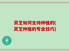 灵芝如何主持种植的(灵芝种植的专业技巧)