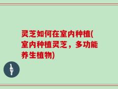 灵芝如何在室内种植(室内种植灵芝，多功能养生植物)