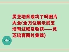 灵芝培育成功了吗图片大全(全方位展示灵芝培育过程及收获——灵芝培育图片集锦)